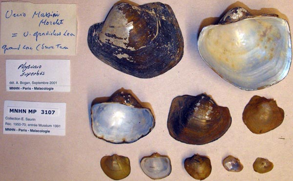 image of lot MNHN_MP_3107