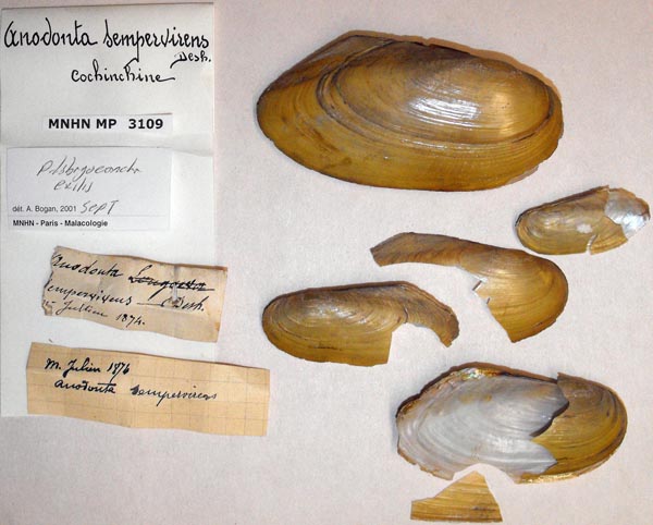 image of lot MNHN_MP_3109