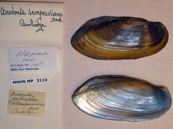 image of lot MNHN_MP_3110