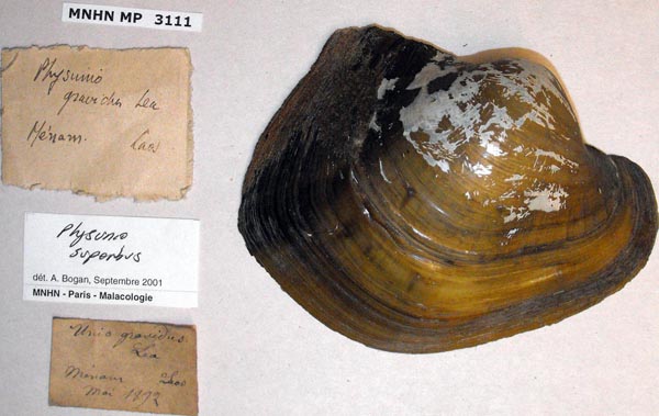 image of lot MNHN_MP_3111