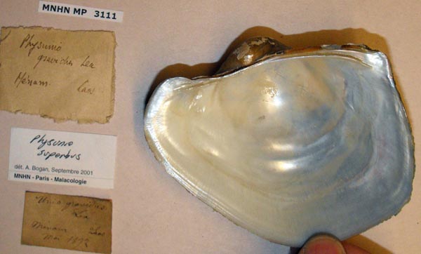 image of lot MNHN_MP_3111