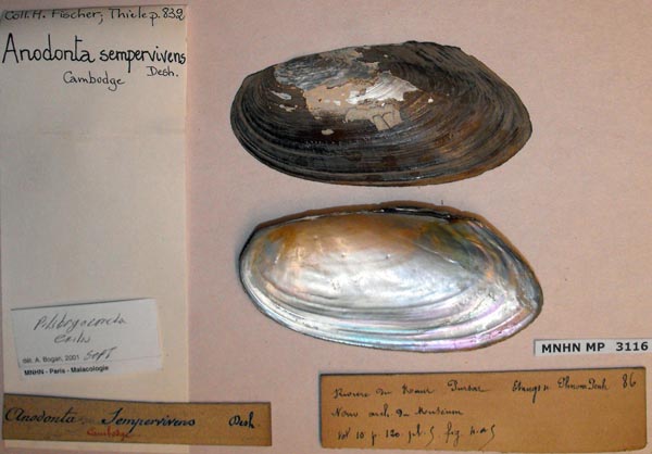 image of lot MNHN_MP_3116