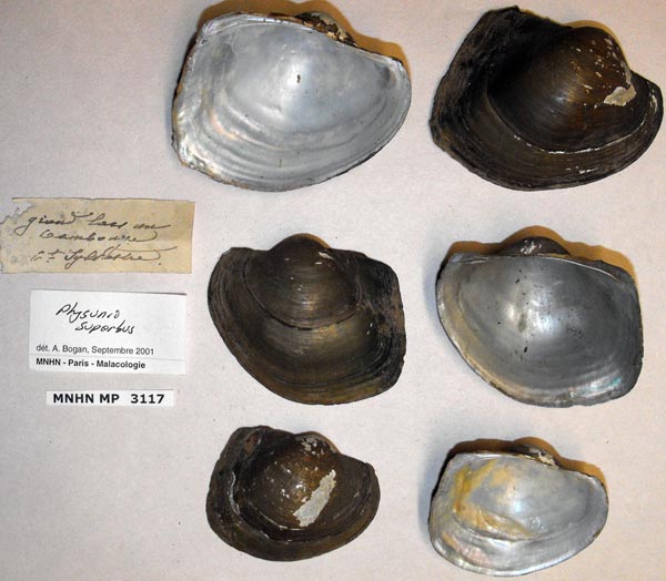 image of lot MNHN_MP_3117