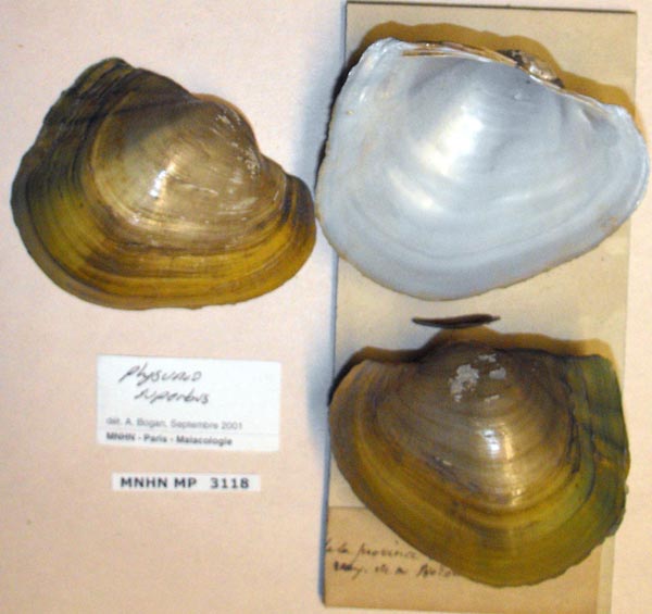 image of lot MNHN_MP_3118