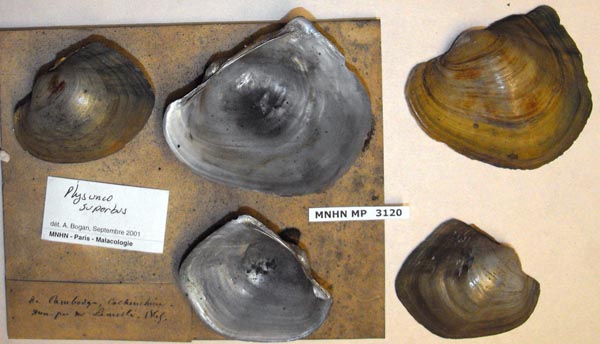 image of lot MNHN_MP_3120