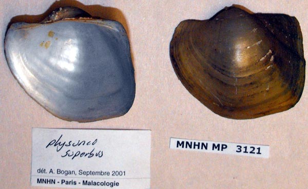 image of lot MNHN_MP_3121