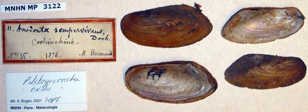 image of lot MNHN_MP_3122