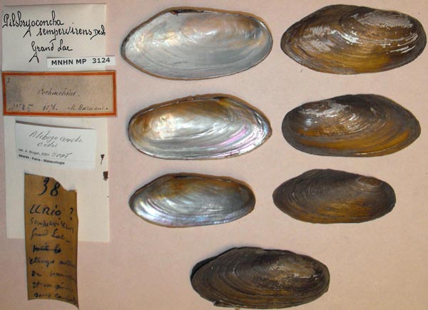 image of lot MNHN_MP_3124