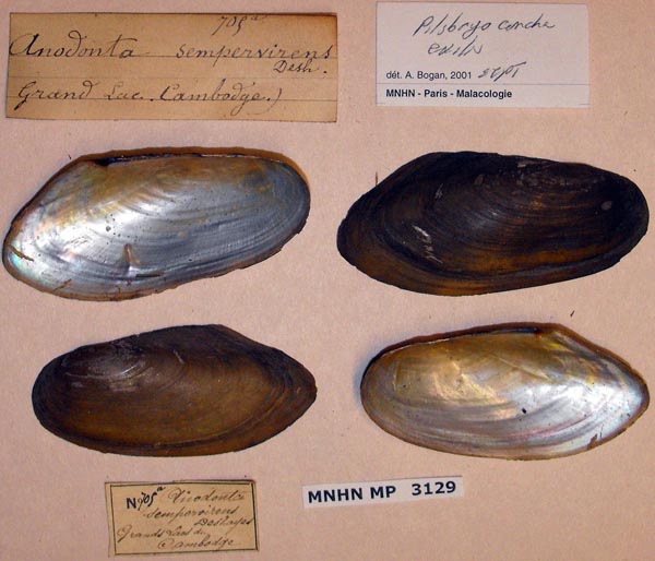 image of lot MNHN_MP_3129