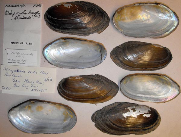 image of lot MNHN_MP_3135