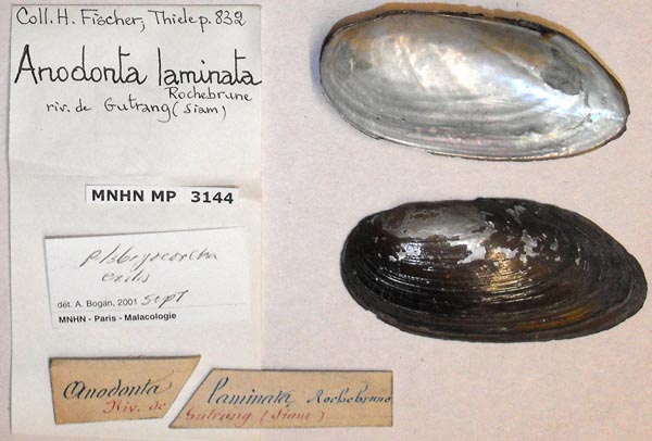 image of lot MNHN_MP_3144