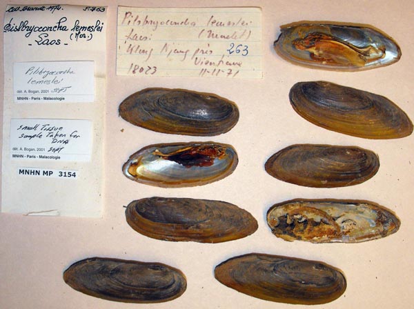 image of lot MNHN_MP_3154