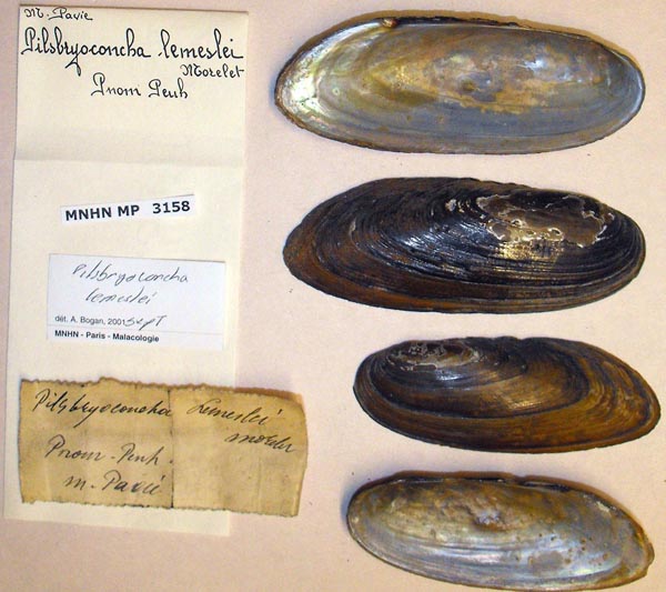 image of lot MNHN_MP_3158