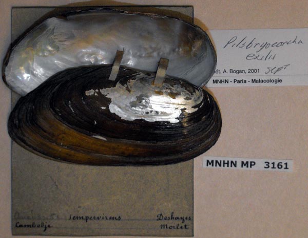 image of lot MNHN_MP_3161