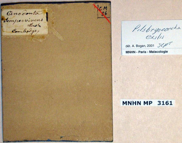 image of lot MNHN_MP_3161