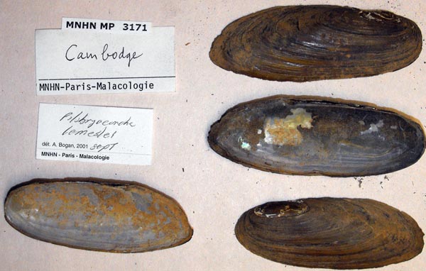 image of lot MNHN_MP_3171