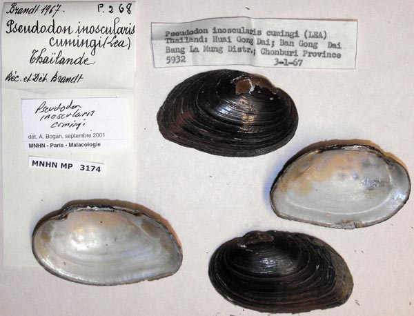 image of lot MNHN_MP_3174