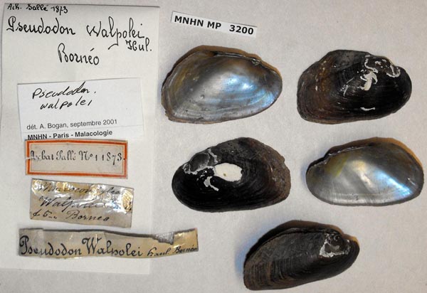 image of lot MNHN_MP_3200