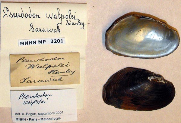 image of lot MNHN_MP_3201