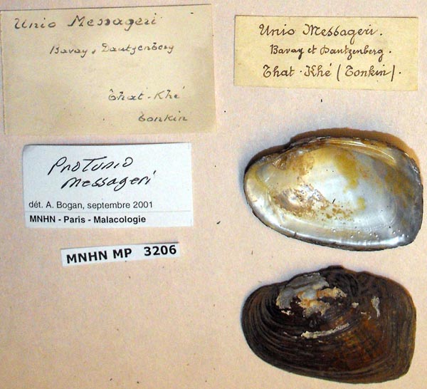 image of lot MNHN_MP_3206