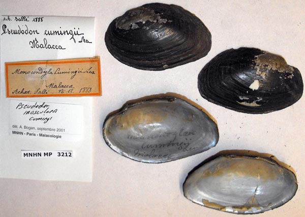 image of lot MNHN_MP_3212