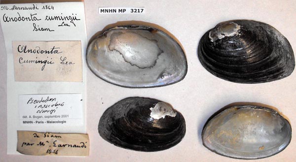 image of lot MNHN_MP_3217