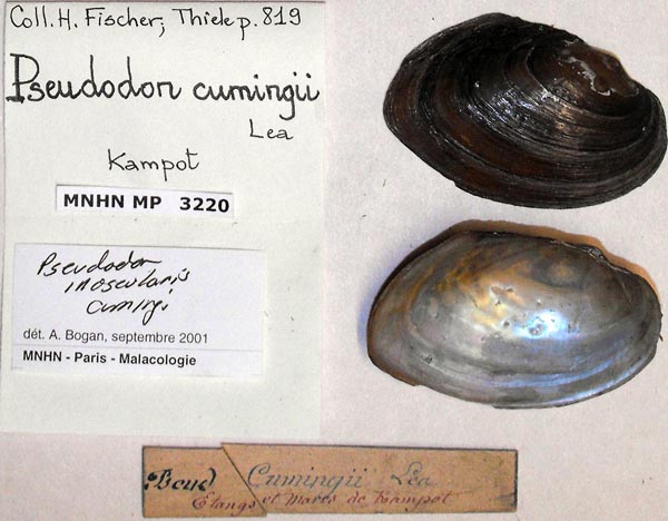 image of lot MNHN_MP_3220