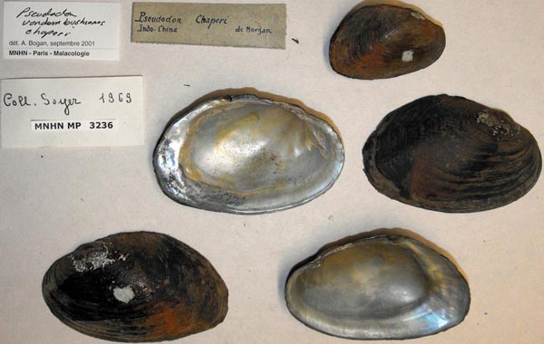 image of lot MNHN_MP_3236