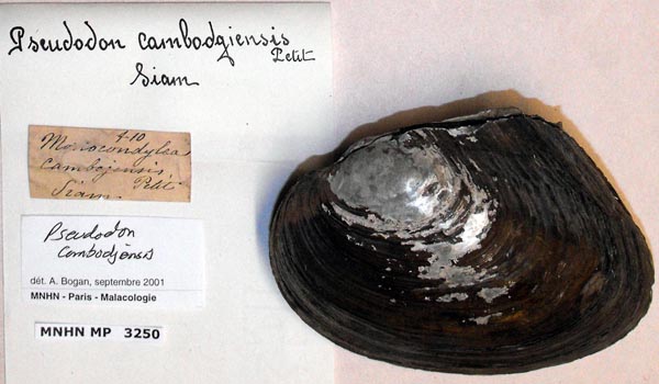 image of lot MNHN_MP_3250