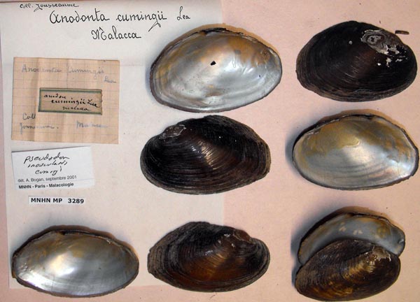 image of lot MNHN_MP_3289