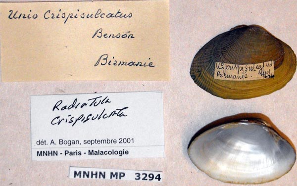 image of lot MNHN_MP_3294