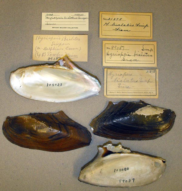 image of lot UMMZ_108023