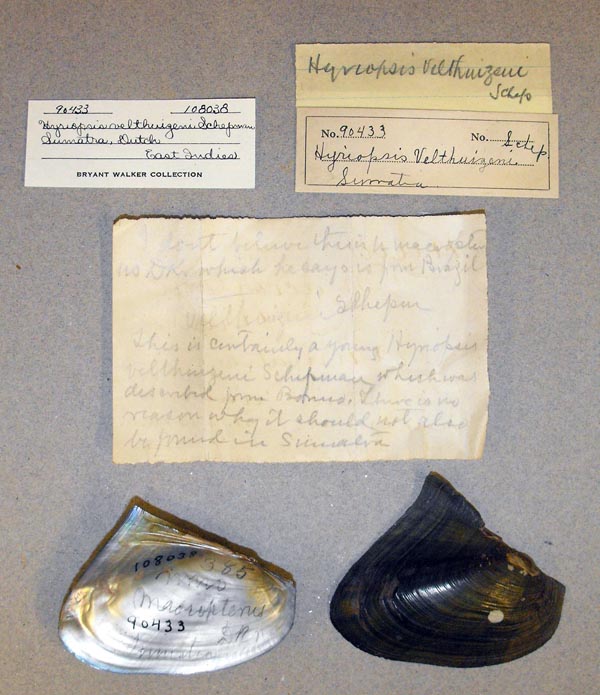 image of lot UMMZ_108038