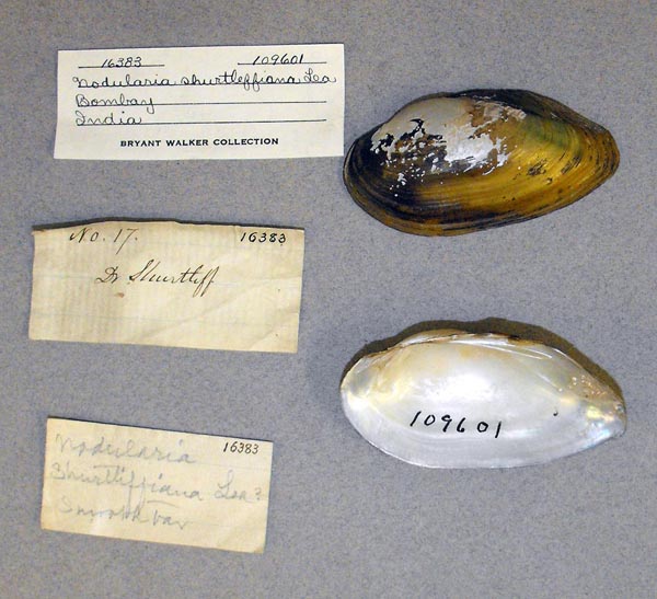 image of lot UMMZ_109601