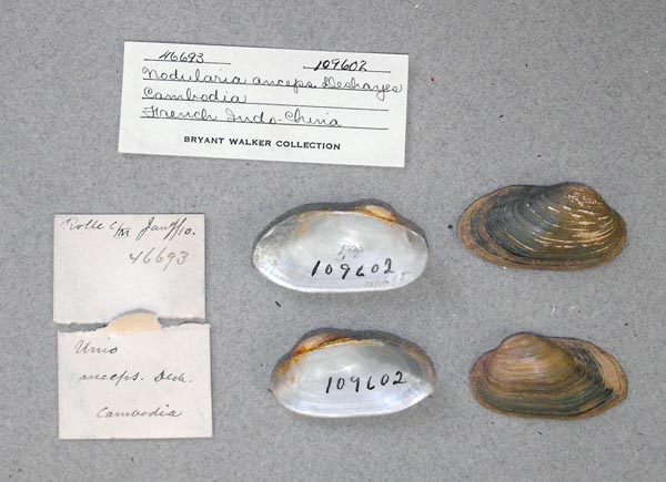 image of lot UMMZ_109602