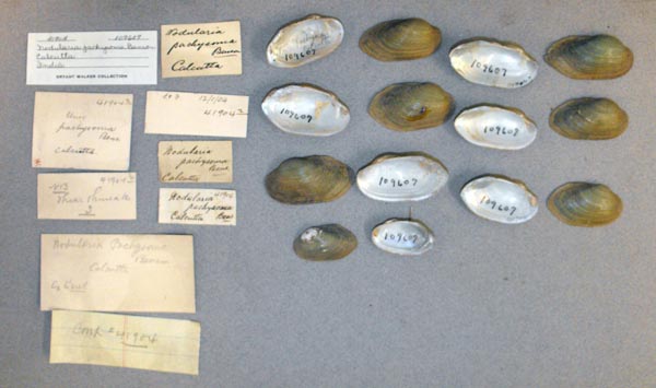 image of lot UMMZ_109607