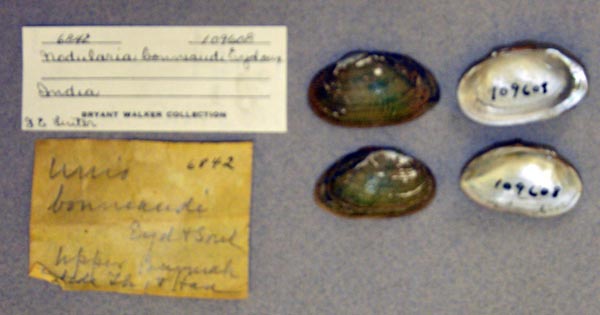 image of lot UMMZ_109608