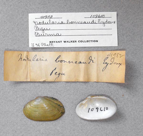 image of lot UMMZ_109610