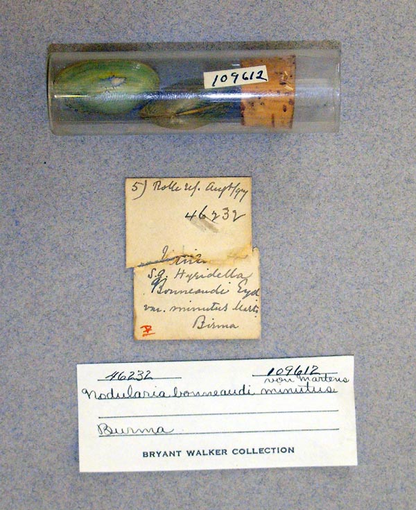 image of lot UMMZ_109612