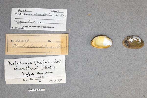 image of lot UMMZ_109613