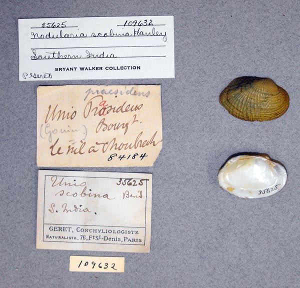 image of lot UMMZ_109632_02