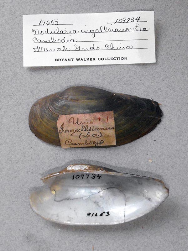 image of lot UMMZ_109734