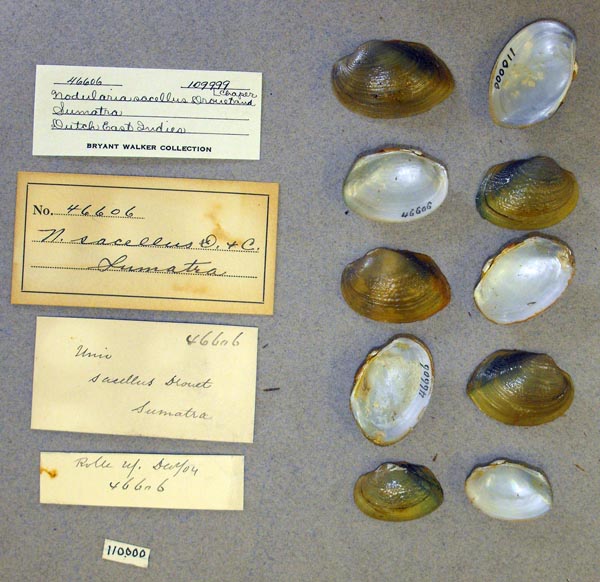 image of lot UMMZ_109999