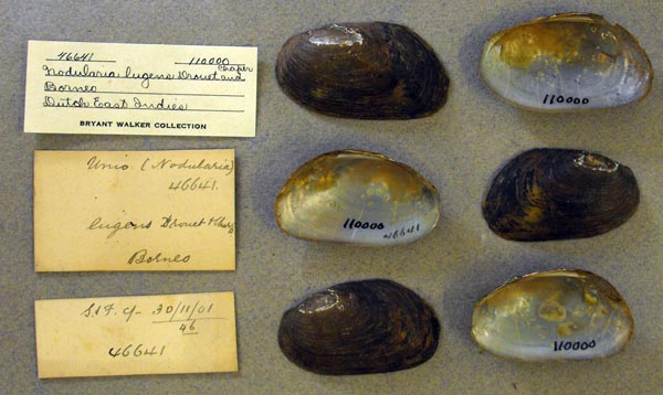 image of lot UMMZ_110000