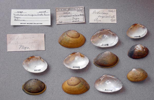 image of lot UMMZ_110008