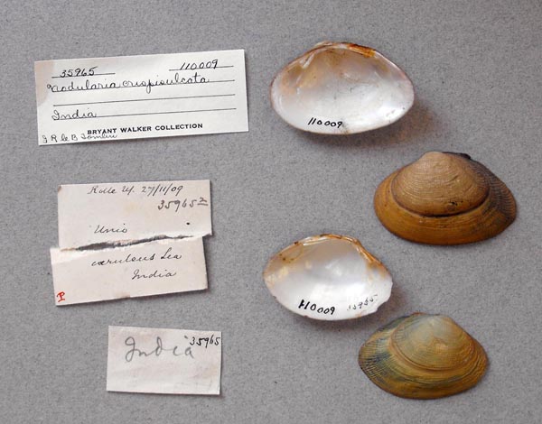 image of lot UMMZ_110009