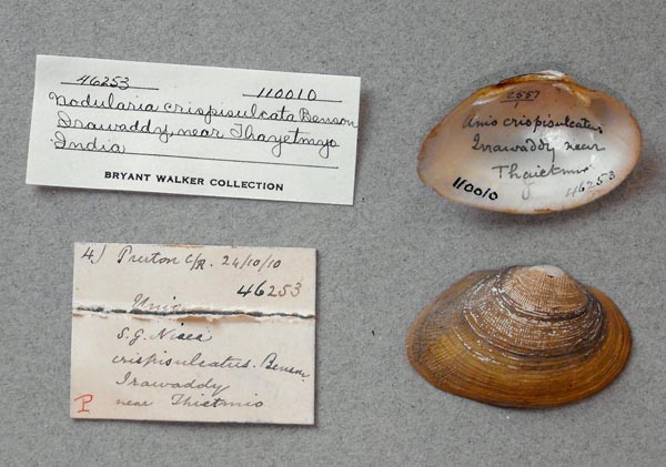 image of lot UMMZ_110010