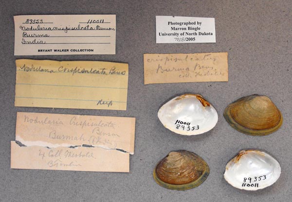 image of lot UMMZ_110011