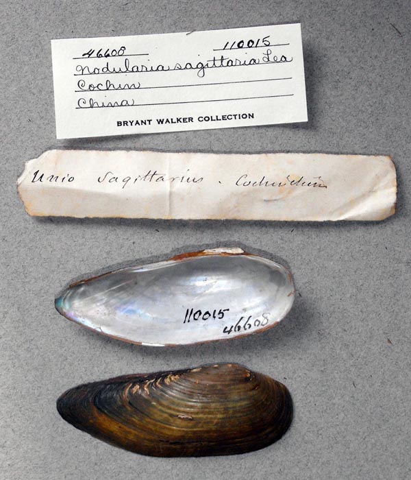 image of lot UMMZ_110015