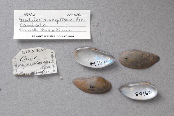 image of lot UMMZ_110016